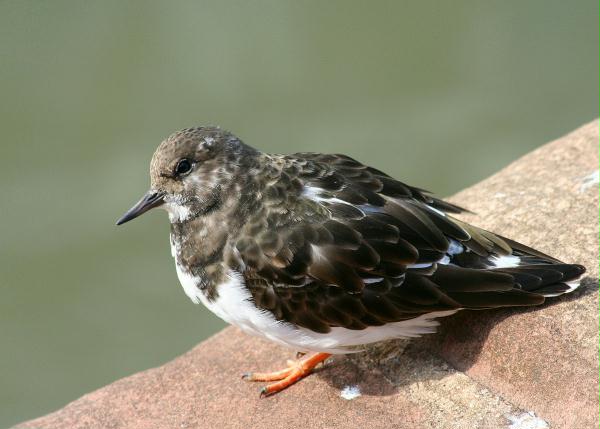 Turnstone <i>Arenaria interpres</i>