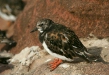 Turnstone