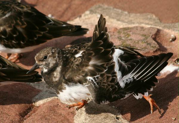 Turnstone <i>Arenaria interpres</i>