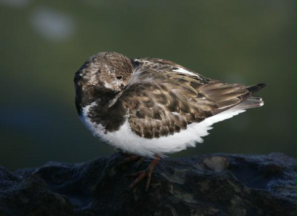 Turnstone <i>Arenaria interpres</i>
