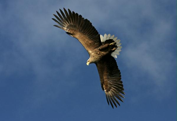 White-tailed Eagle <i>Haliaeetus albicilla</i>
