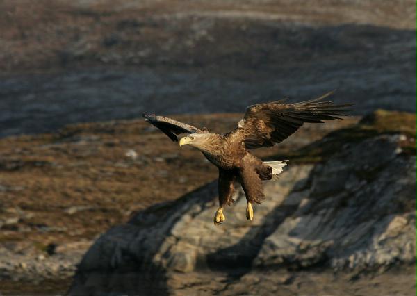White-tailed Eagle <i>Haliaeetus albicilla</i>