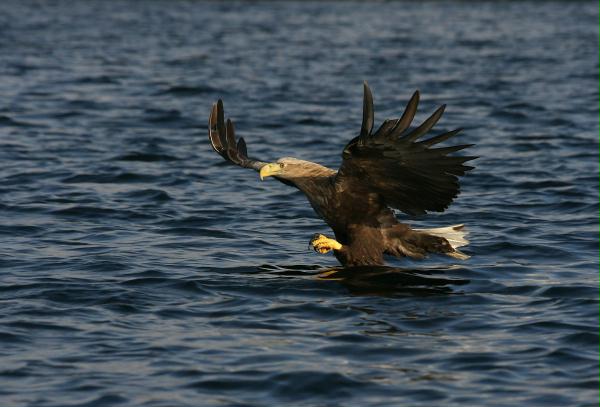 White-tailed Eagle <i>Haliaeetus albicilla</i>
