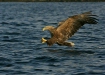 White-tailed Eagle