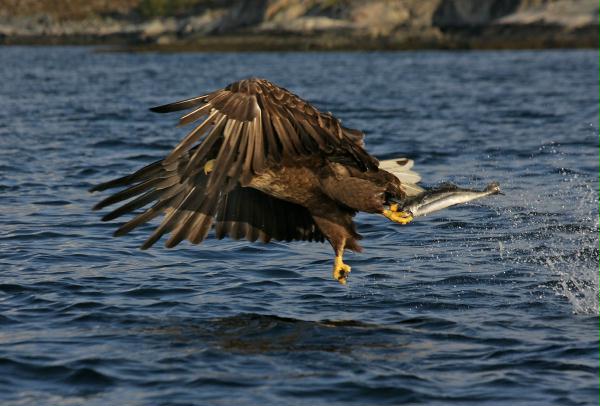 White-tailed Eagle <i>Haliaeetus albicilla</i>