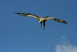 White-tailed Eagle