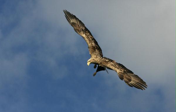 White-tailed Eagle <i>Haliaeetus albicilla</i>