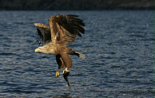 White-tailed Eagle <i>Haliaeetus albicilla</i>