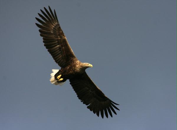White-tailed Eagle <i>Haliaeetus albicilla</i>