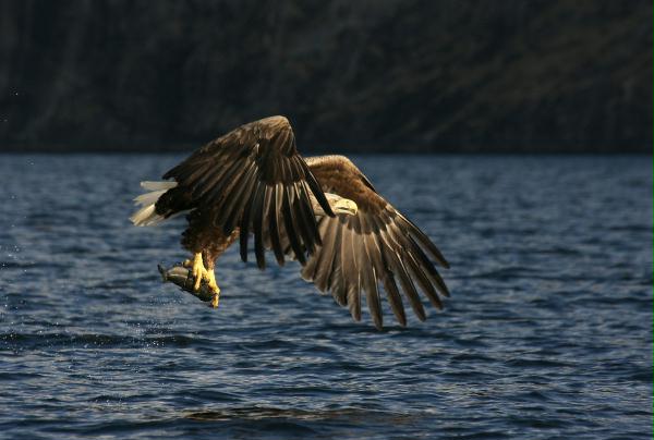 White-tailed Eagle <i>Haliaeetus albicilla</i>