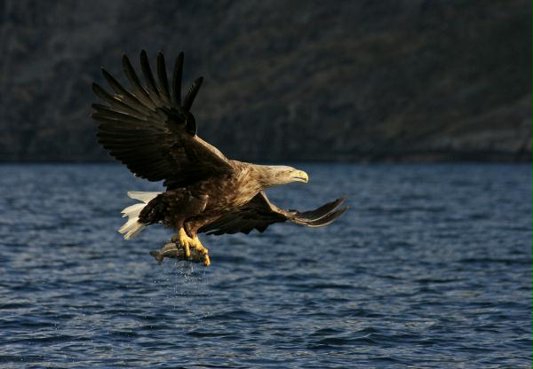 White-tailed Eagle <i>Haliaeetus albicilla</i>