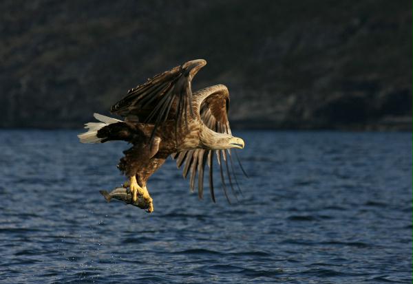 White-tailed Eagle <i>Haliaeetus albicilla</i>