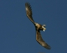White-tailed Eagle