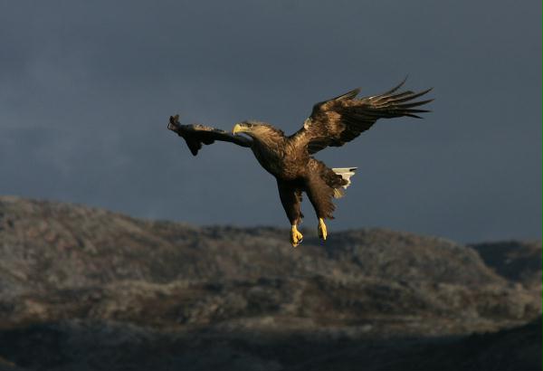 White-tailed Eagle <i>Haliaeetus albicilla</i>
