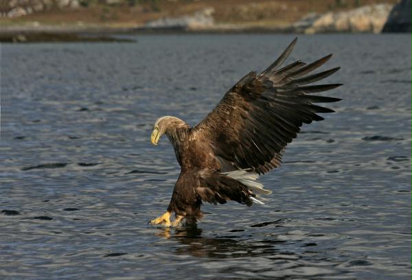 White-tailed Eagle <i>Haliaeetus albicilla</i>