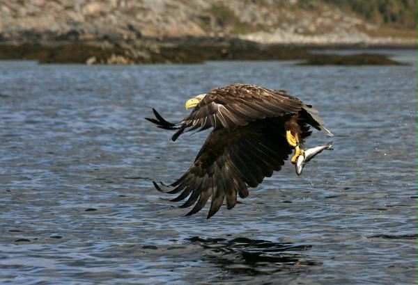 White-tailed Eagle <i>Haliaeetus albicilla</i>