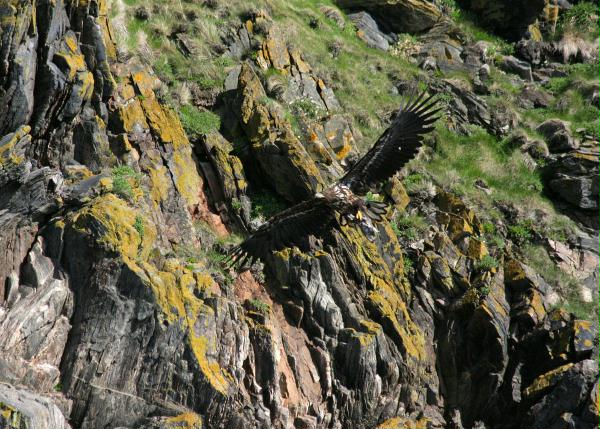 White-tailed Eagle <i>Haliaeetus albicilla</i>