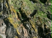 White-tailed Eagle