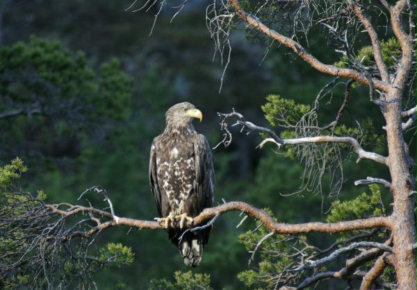 White-tailed Eagle <i>Haliaeetus albicilla</i>