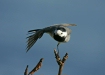 White Wagtail
