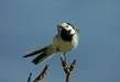 White Wagtail