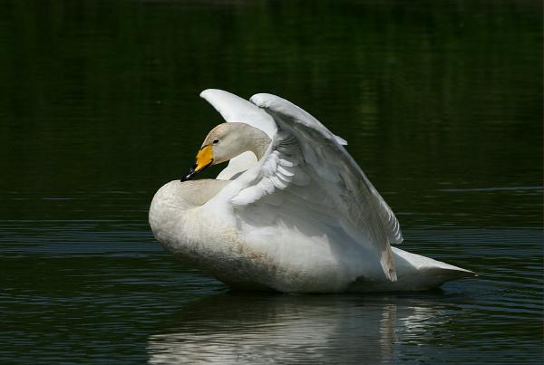 Whooper Swan <i>Cygnus cygnus</i>
