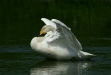 Whooper Swan