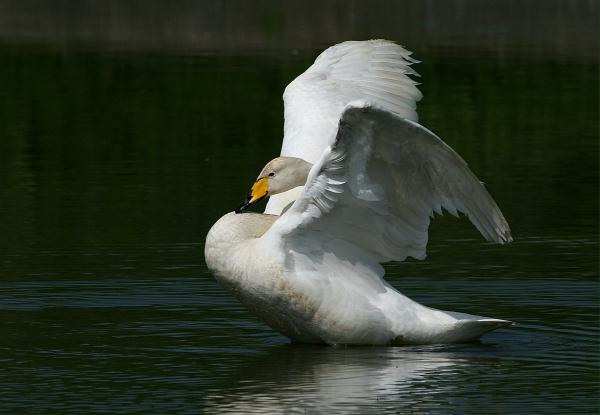 Whooper Swan <i>Cygnus cygnus</i>