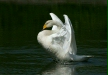 Whooper Swan