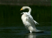 Whooper Swan