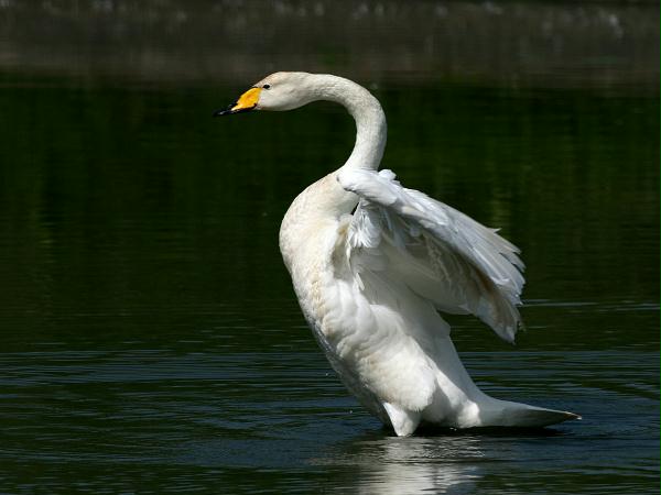Whooper Swan <i>Cygnus cygnus</i>