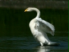 Whooper Swan