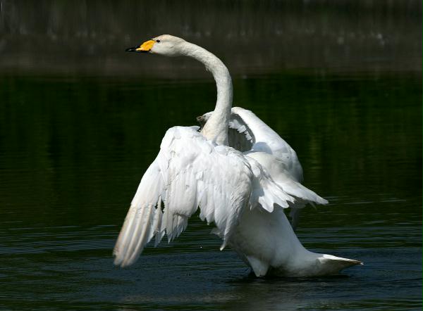 Whooper Swan <i>Cygnus cygnus</i>