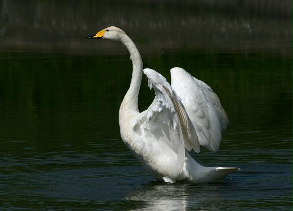 Whooper Swan <i>Cygnus cygnus</i>