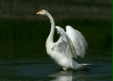 Whooper Swan