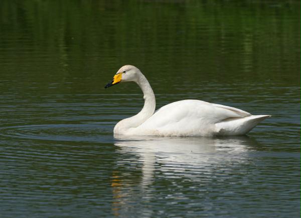 Whooper Swan <i>Cygnus cygnus</i>