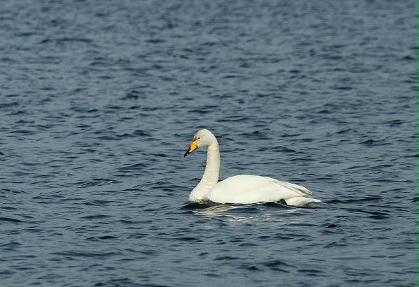 Whooper Swan <i>Cygnus cygnus</i>