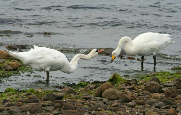 Whooper Swan <i>Cygnus cygnus</i>