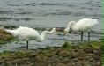 Whooper Swan