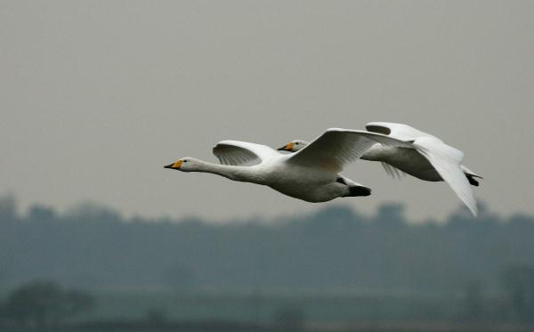 Whooper Swan <i>Cygnus cygnus</i>