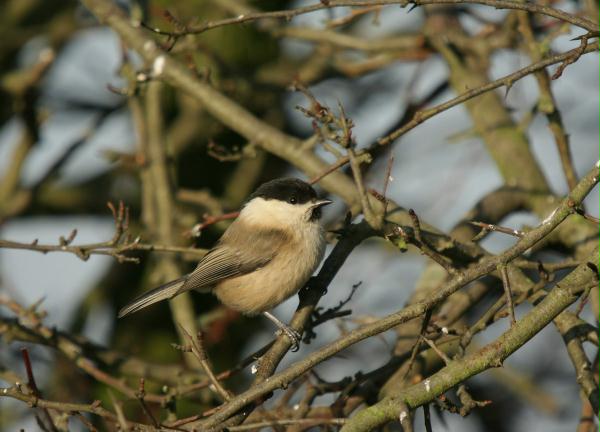 Willow Tit <i>Poecile montana</i>