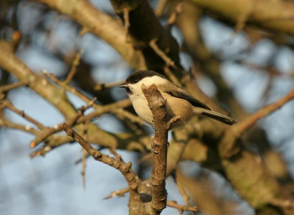 Willow Tit <i>Poecile montana</i>