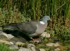 Woodpigeon