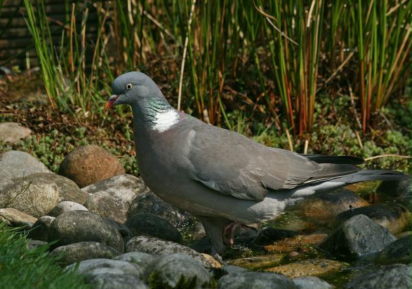 Woodpigeon <i>Columba palumbus</i>