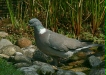 Woodpigeon