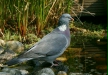 Woodpigeon