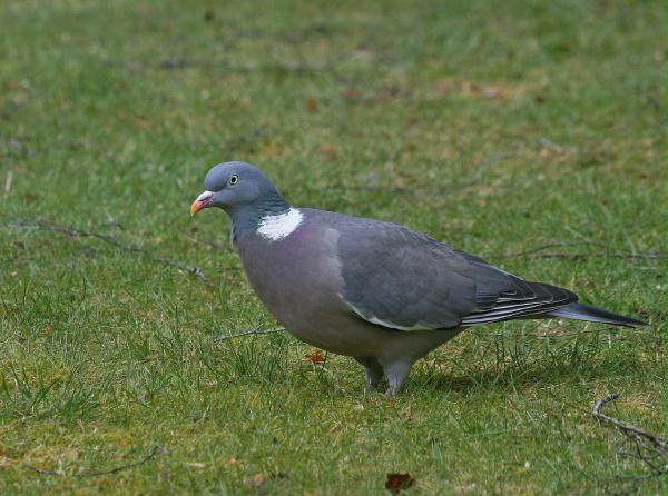 Woodpigeon <i>Columba palumbus</i>