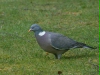 Woodpigeon