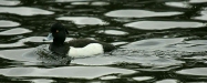 Tufted Duck