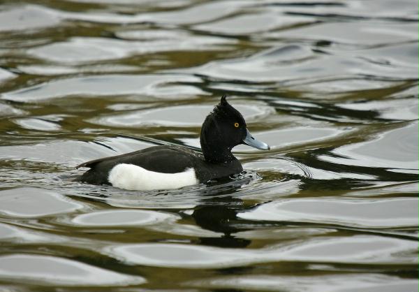 Tufted Duck <i>Aythya fuligula</i>